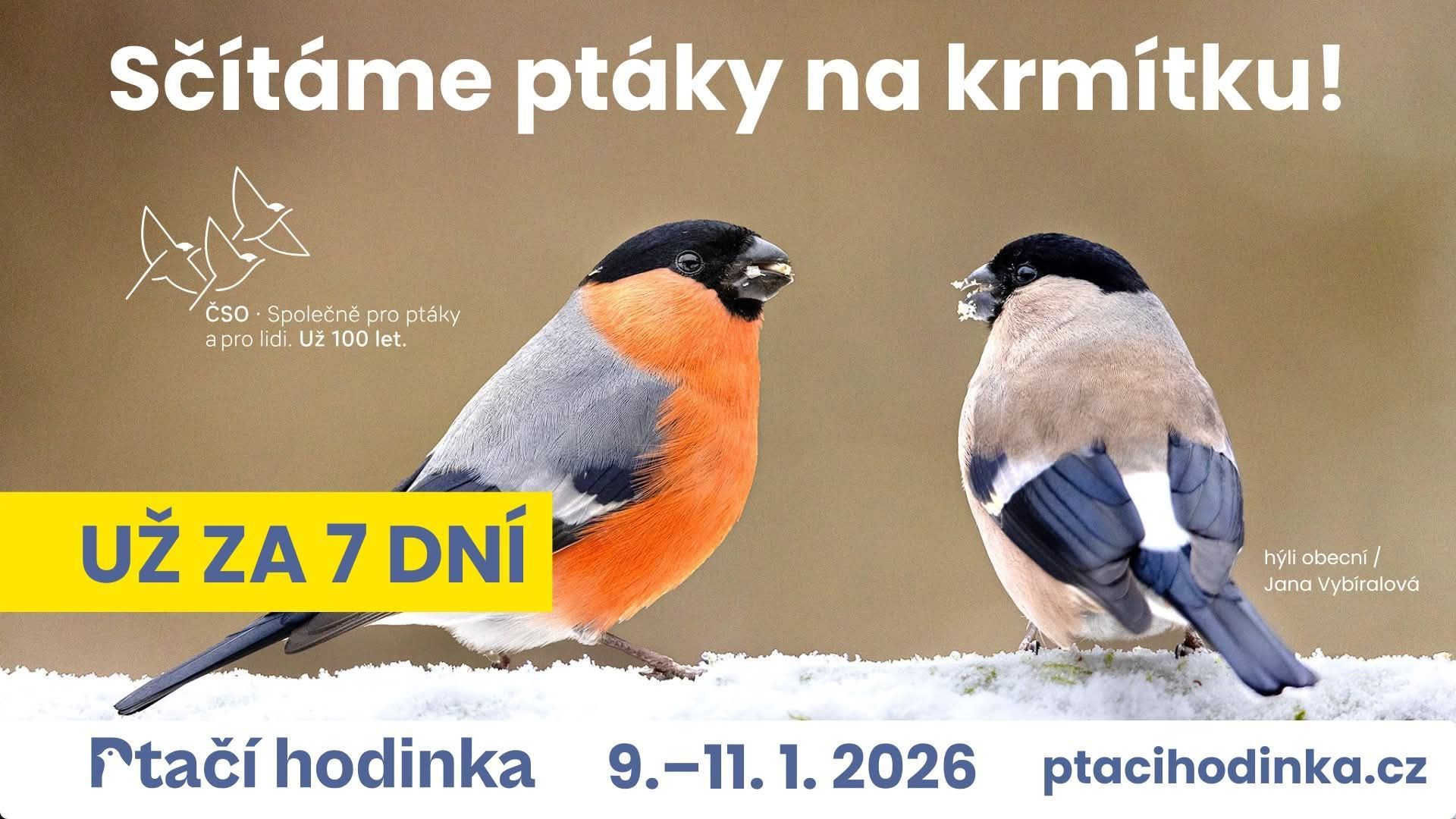 ptačí hodinka.jpg