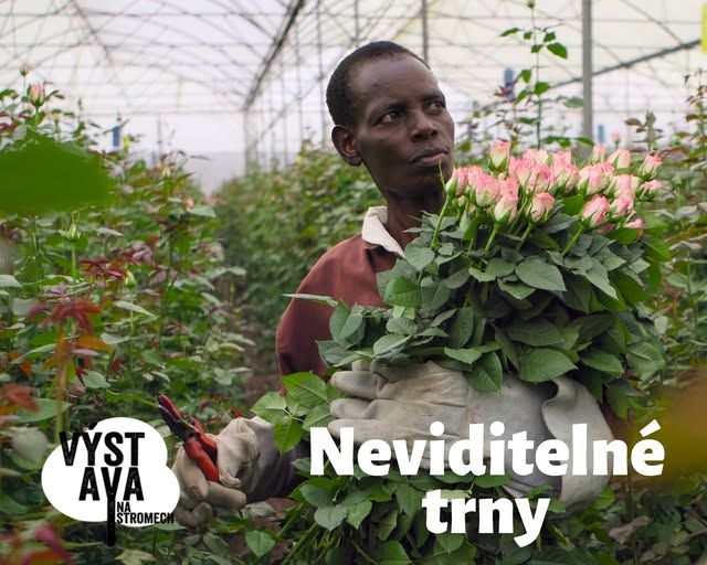 výstava na stromech_banner.jpg